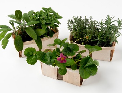 Orto in vaso con Viridea