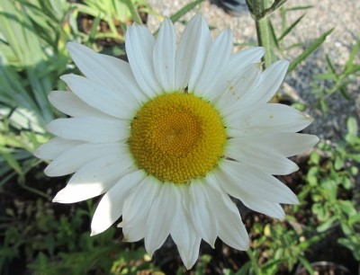 Il giardinaggio nelle top 5 di eBay