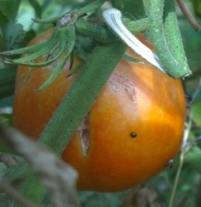 Curare le piante con la nuova legge