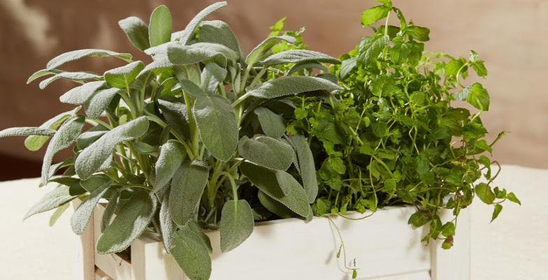 Easy Orto di Verdemax si fa in quattro