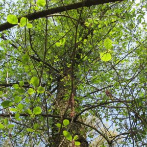 Legge di bilancio: prevedere bonus per florovivaismo