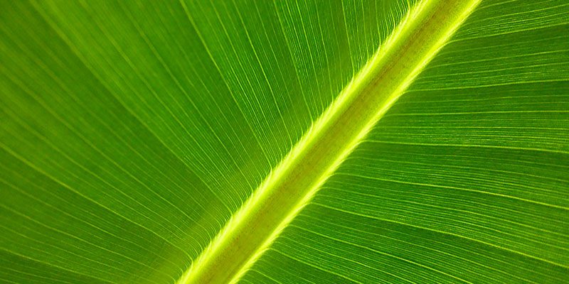 Obi. In negozio gli appuntamenti green