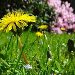 Bonus verde. Per Girelli, utile a contrastare il sommerso e l&rsquo;inquinamento