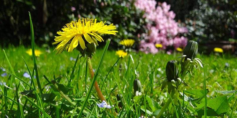 Bonus verde. Per Girelli, utile a contrastare il sommerso e l&rsquo;inquinamento