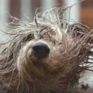 Il video della settimana. Il Cane Dulux colpisce ancora