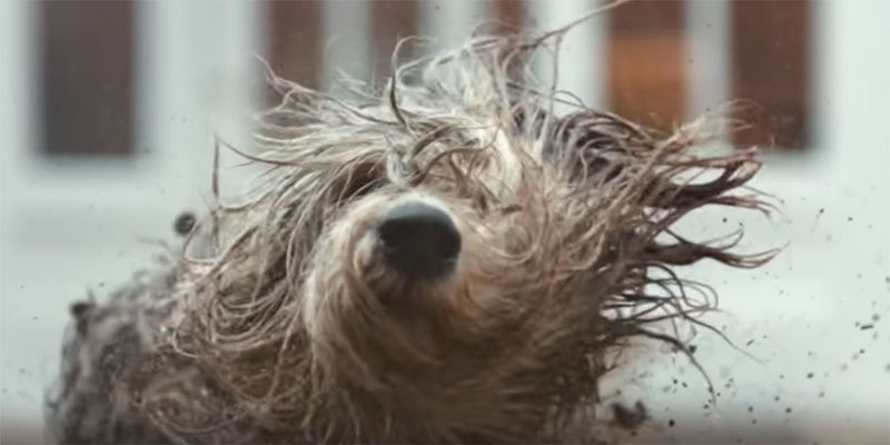 Il video della settimana. Il Cane Dulux colpisce ancora