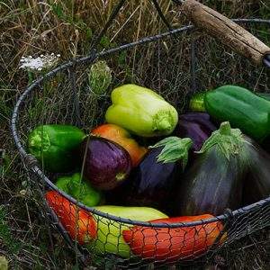 Coldiretti, il 63% degli italiani cura orto e giardino