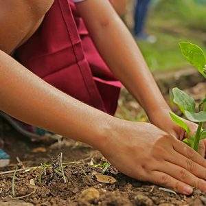 Il mercato del giardinaggio in Francia nel 2017