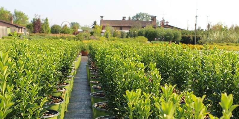 &ldquo;PiANTONARIO: Coltiva il tuo senso&rdquo; con Leonessa Vivai