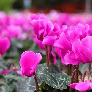 Torna il Garden Festival D&rsquo;Autunno