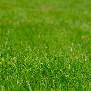 Nortene e  StanleyBlack&Decker insieme per il garden