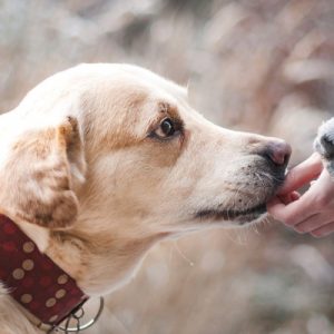 Animali domestici: un mercato da 5 miliardi di euro