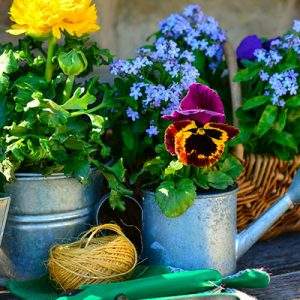 In Lombardia, una legge per i garden center