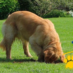 Il tuo cane scava buche in giardino? La rete TR di Tenax è la soluzione!