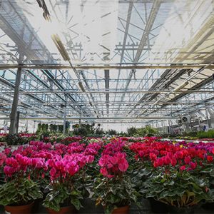 Florovivaismo italiano: produzione a 3,25 miliardi