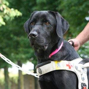 Maxi Zoo a favore del Servizio Nazionale Cani Guida dei Lions