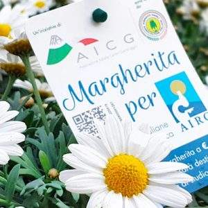 Torna la Margherita per AIRC