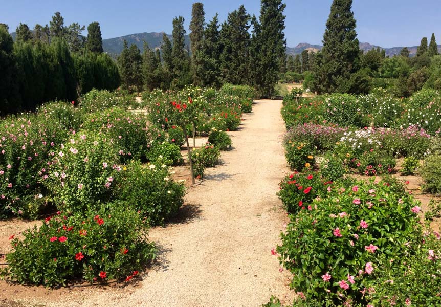 Sgaravatti Garden Center, Sardegna - Il giardino degli Ibiscus