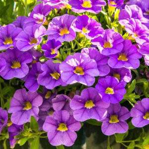 Progetto Garden Top-Tunia con AICG e Gruppo Padana
