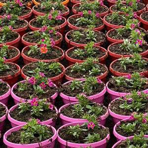 Sospeso il contributo Conai sui vasi in plastica