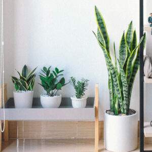 Arredare con le piante: un tocco verde di stile in casa