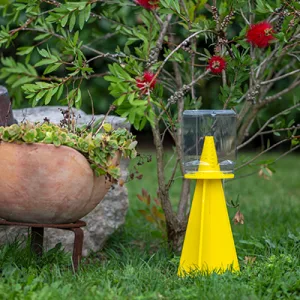 Cimice asiatica: come proteggere orti e giardini