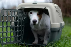 Stefanplast, la nuova linea Green per gli animali