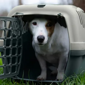 Stefanplast, la nuova linea Green per gli animali