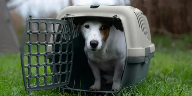 Stefanplast, la nuova linea Green per gli animali