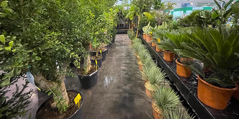 vasi e piante in serra