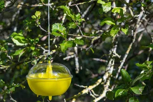 Vespe e calabroni in giardino? Prevenire in primavera è la strategia migliore