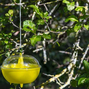 Vespe e calabroni in giardino? Prevenire in primavera è la strategia migliore