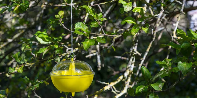 Vespe e calabroni in giardino? Prevenire in primavera è la strategia migliore