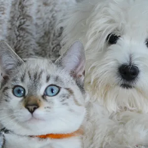 Il mercato pet food in Italia supera i 3,1 miliardi di euro