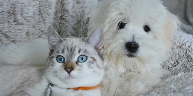 Il mercato pet food in Italia supera i 3,1 miliardi di euro