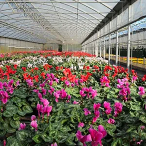 Floricoltura Pironi festeggia 50 anni