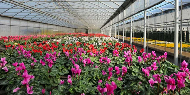 Floricoltura Pironi festeggia 50 anni