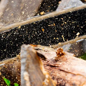 Motoseghe: sceglierle e utilizzarle in modo corretto per evitare incidenti