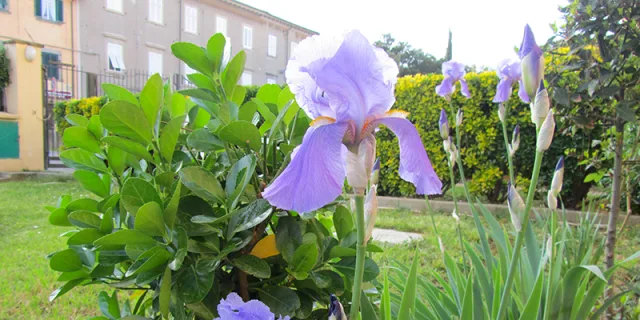 Il calendario del giardino: lavori stagionali e manutenzione del prato
