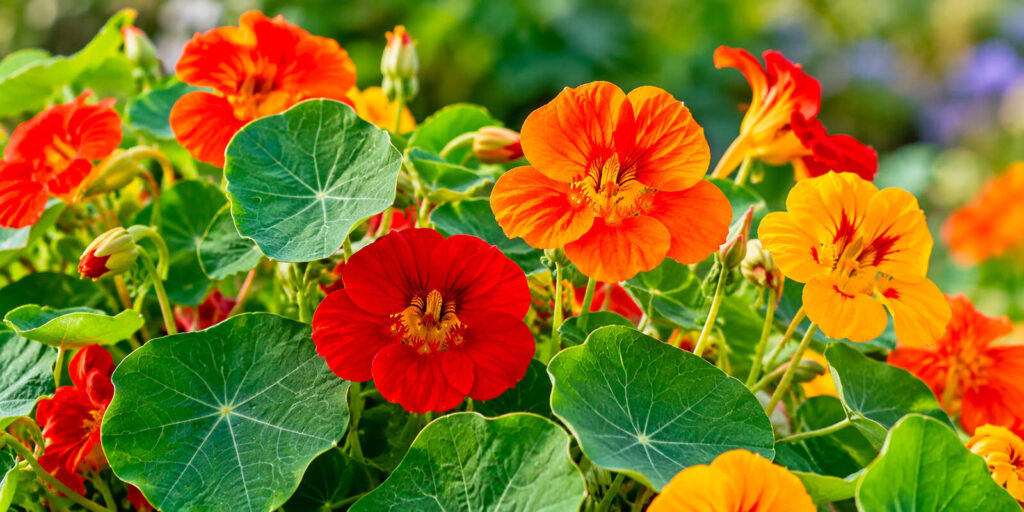 Fiori edibili, riconosciuta l&rsquo;iva al 4%