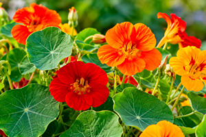 Fiori edibili, riconosciuta l’iva al 4%